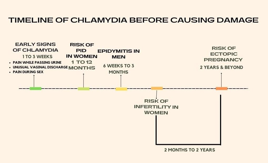 chlamydia-timeline-before-causing-damage